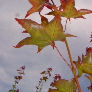 Cappadocicum ‘Rubrum’