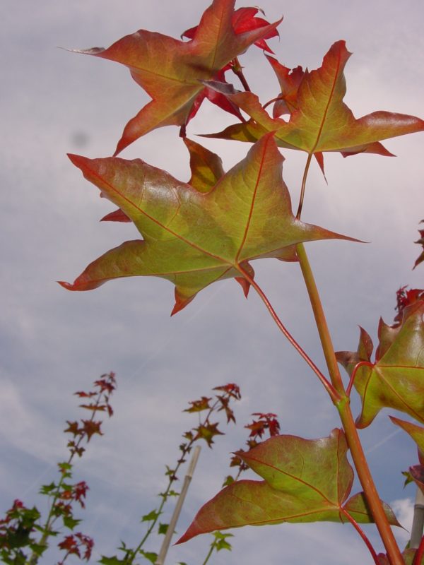 Cappadocicum ‘Rubrum’