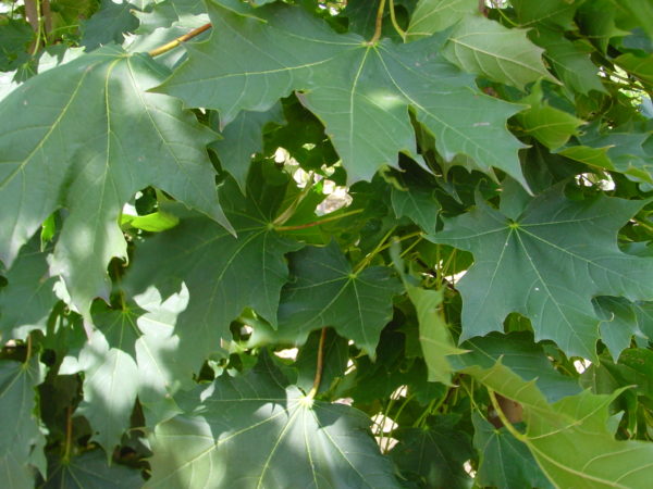 Platanoïdes ‘Columnare’