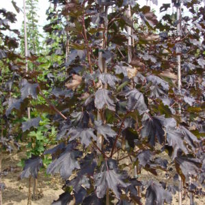 Platanoïdes ‘Crimson King’