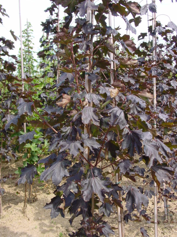 Platanoïdes ‘Crimson King’