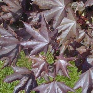 Platanoïdes ‘Crimson Sentry’