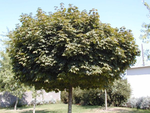 Platanoïdes ‘Globosum’