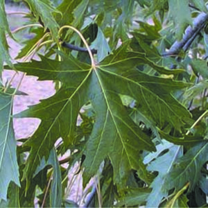 Saccharinum ‘Laciniatum Wieri’