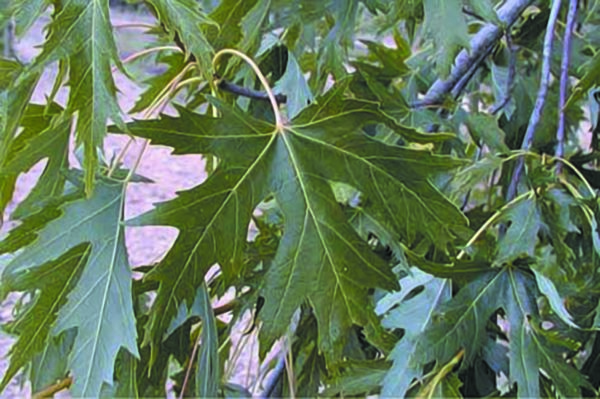 Saccharinum ‘Laciniatum Wieri’