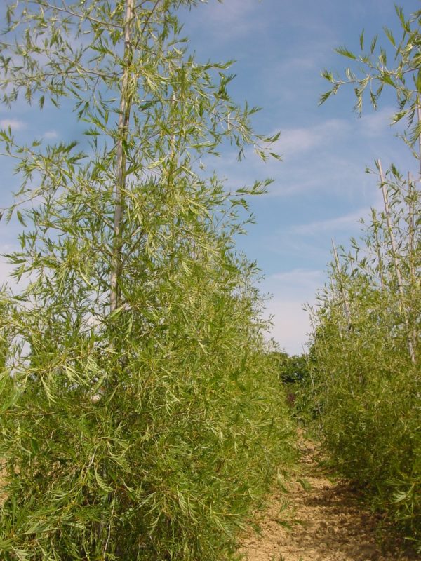 Glutinosa ‘Imperialis’