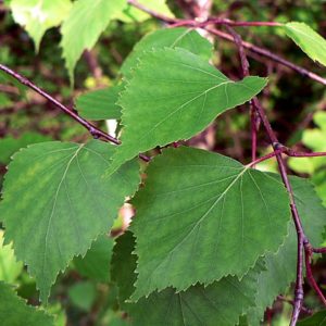 Pendula