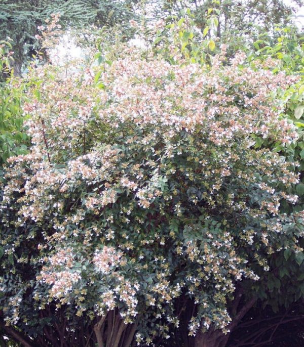 Grandiflora