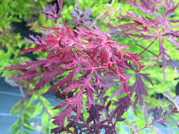 Palmatum ‘Atropurpureum’