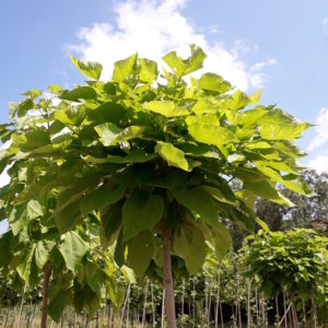 Bignonioides ‘Nana’