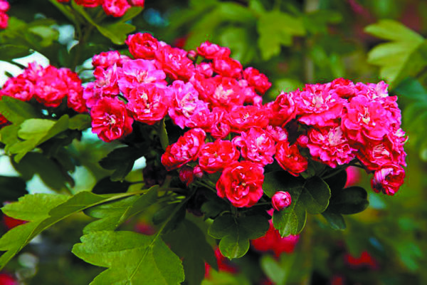 Laevigata ‘Paul’s Scarlet’