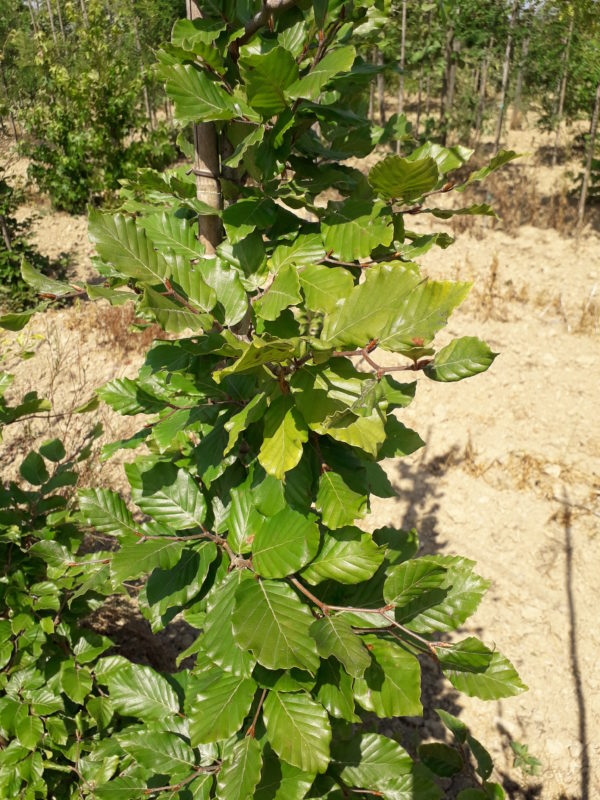 Sylvatica