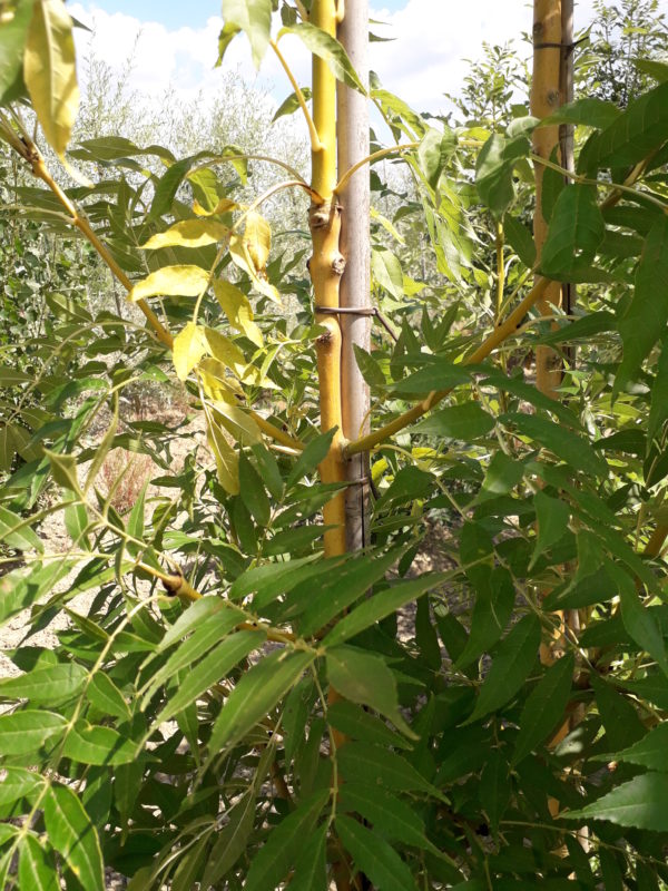 Excelsior ‘Jaspidea’
