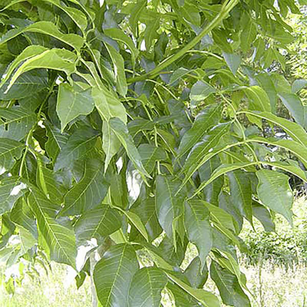 Excelsior ‘Westhof’s Glorie’