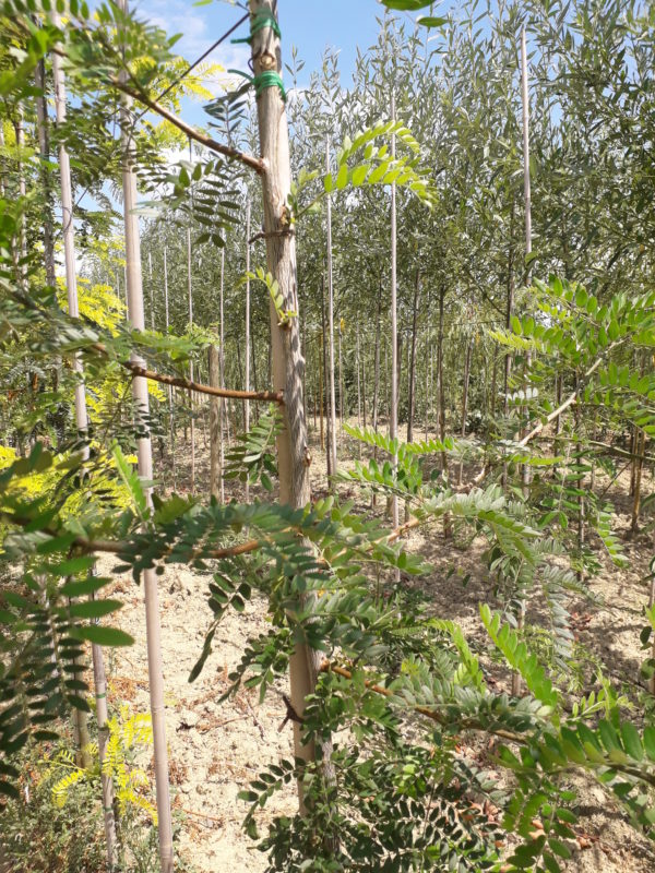 Triacanthos ‘Inermis’