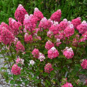 Paniculata Framboisine ® ‘Rensam’