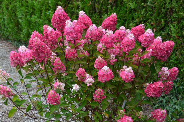 Paniculata Framboisine ® 'Rensam'