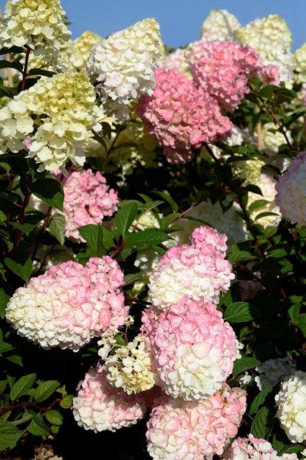 Paniculata Sundae Fraise ®