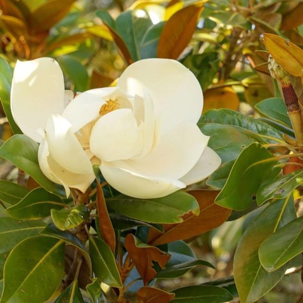 Grandiflora 'Purpan'