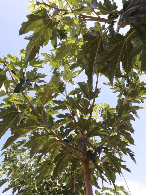 Bombycis ‘Fruitless’