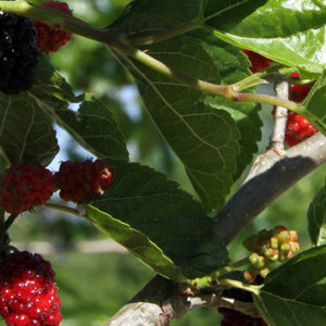 Bonbonberry® ‘Mojo Berry’