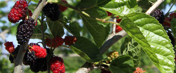 Bonbonberry® ‘Mojo Berry’