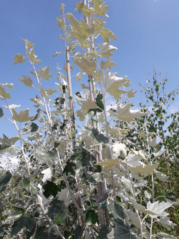 Alba ‘Nivea’
