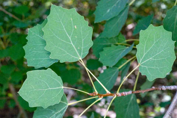 Tremula