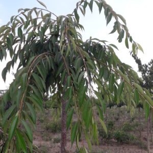 Subhirtella ‘Pendula Rubra’