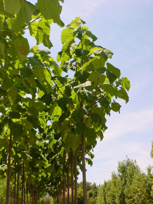 Tomentosa