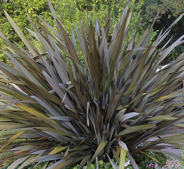 Tenax Purpureum