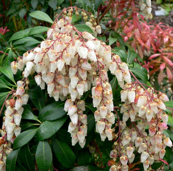 Variés