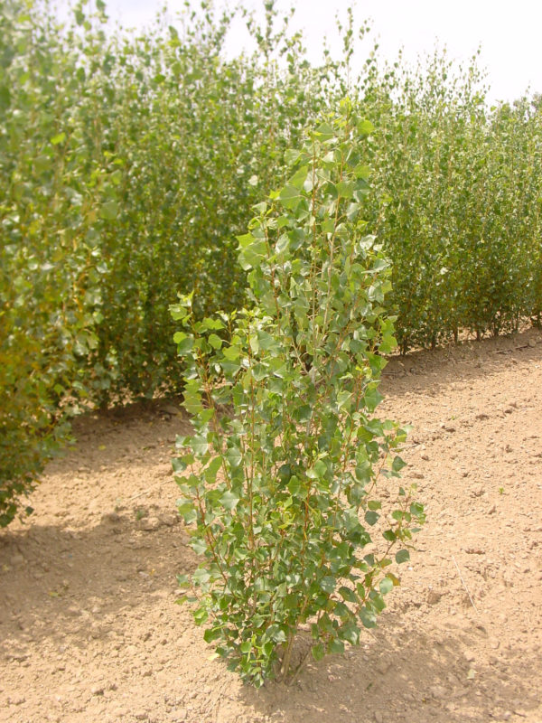 Nigra ‘Italica’
