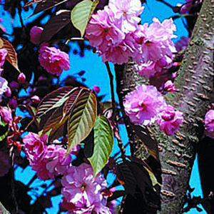 Serrulata ‘Kanzan’