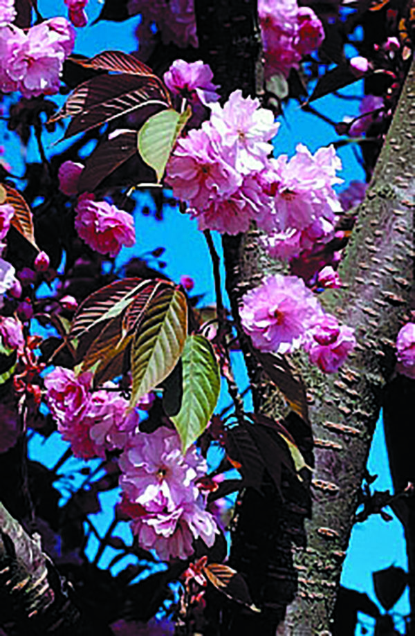 Serrulata ‘Kanzan’