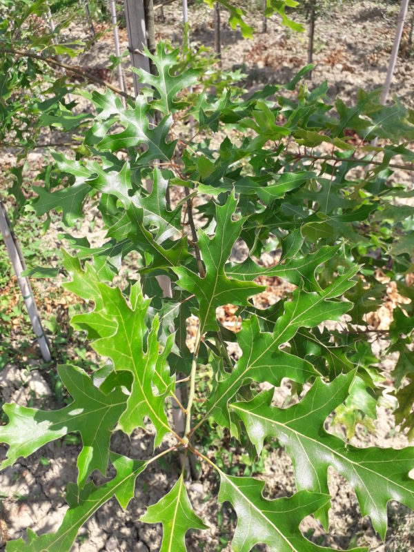 Coccinea