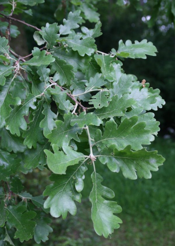 Pubescens