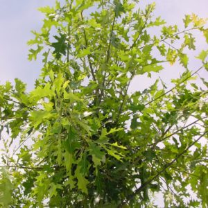 Palustris