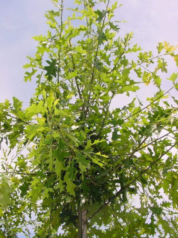Palustris