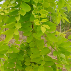 Pseudoacacia ‘Frisia’