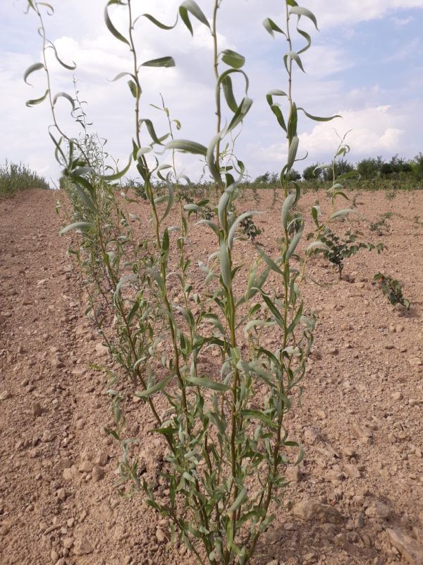 Babylonica ‘Tortuosa’