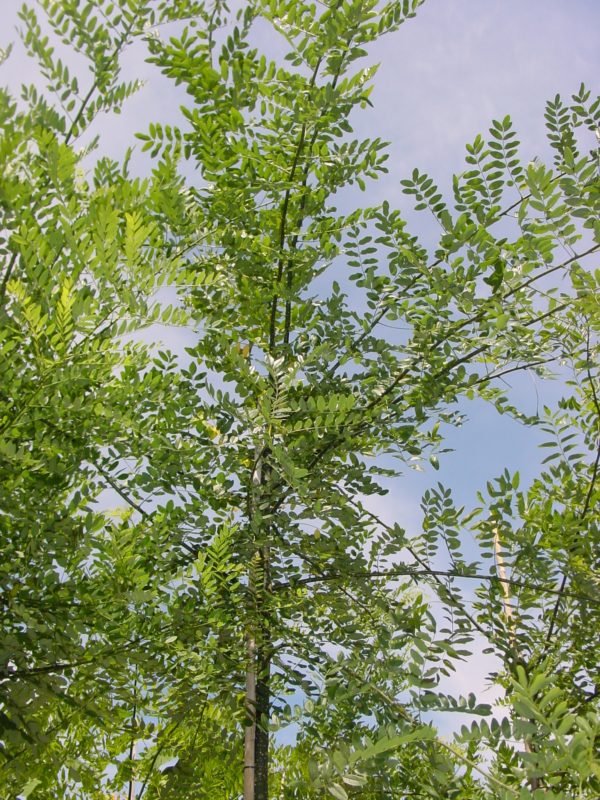 Japonica