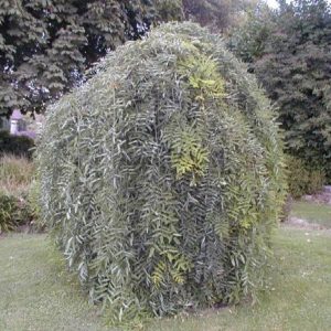 Japonica ‘Pendula’