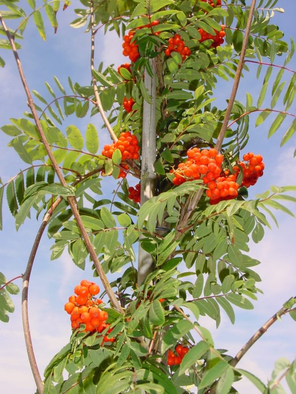 Aucuparia