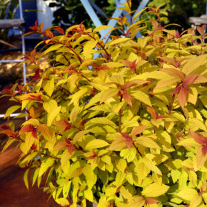 Japonica ‘Little Flame’ ®