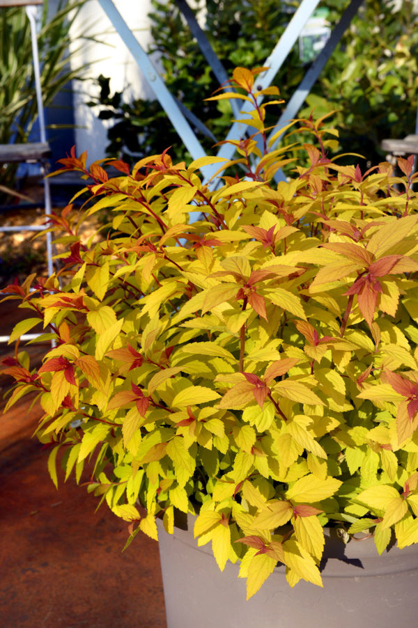 Japonica 'Little Flame' ®