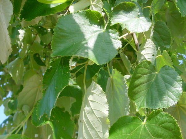 Tomentosa ‘Brabant’