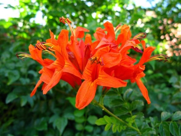 Capensis rouge