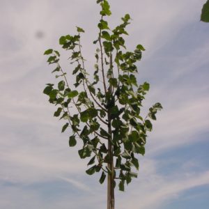 Cordata ‘Greenspire’