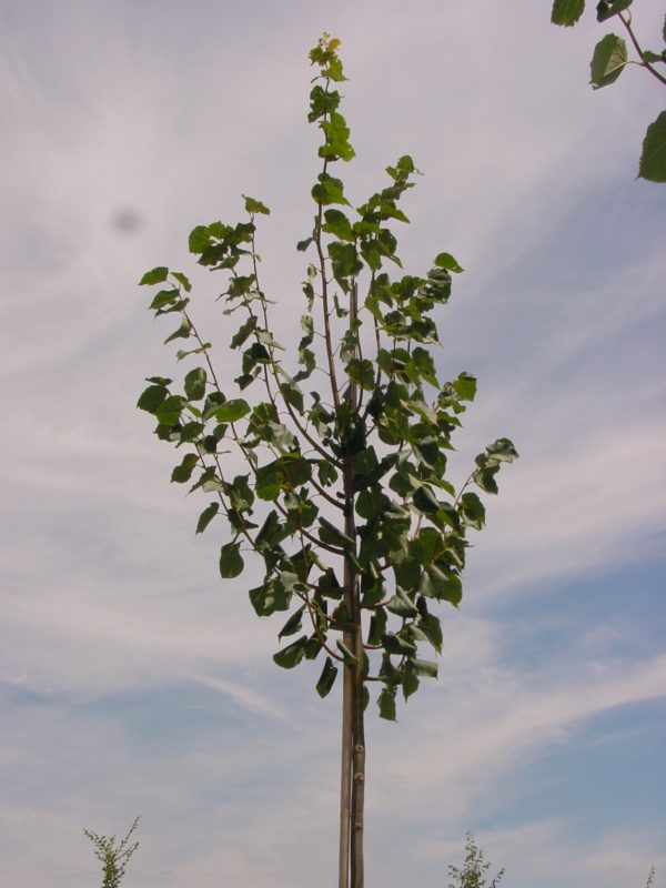 Cordata ‘Greenspire’